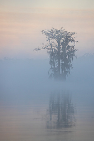 Rise Above the Fog