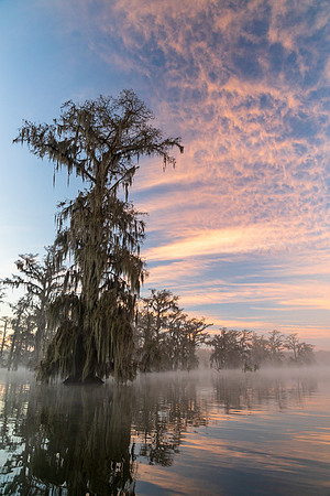 Cypress Skies