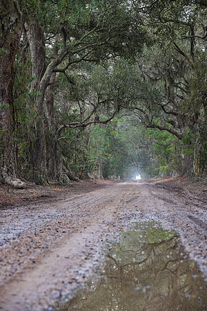 Oak & Pine Alley