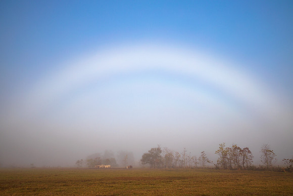 Fogbow