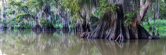 Broad Cypress