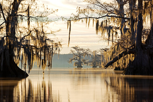 Distant Cypress