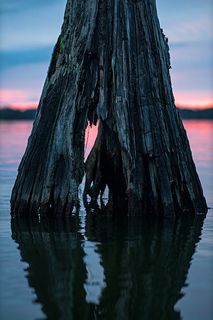 My Heart Belongs in the Swamp