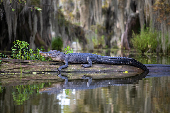 Bump on a Log