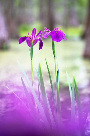 Iris Waltz