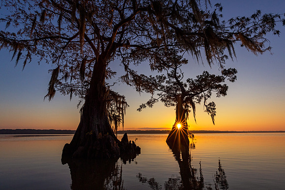 Cypress Lantern